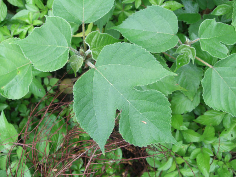 桑の葉・確認用・緑色の大きな葉 桑の葉・確認用・緑色の大きな葉